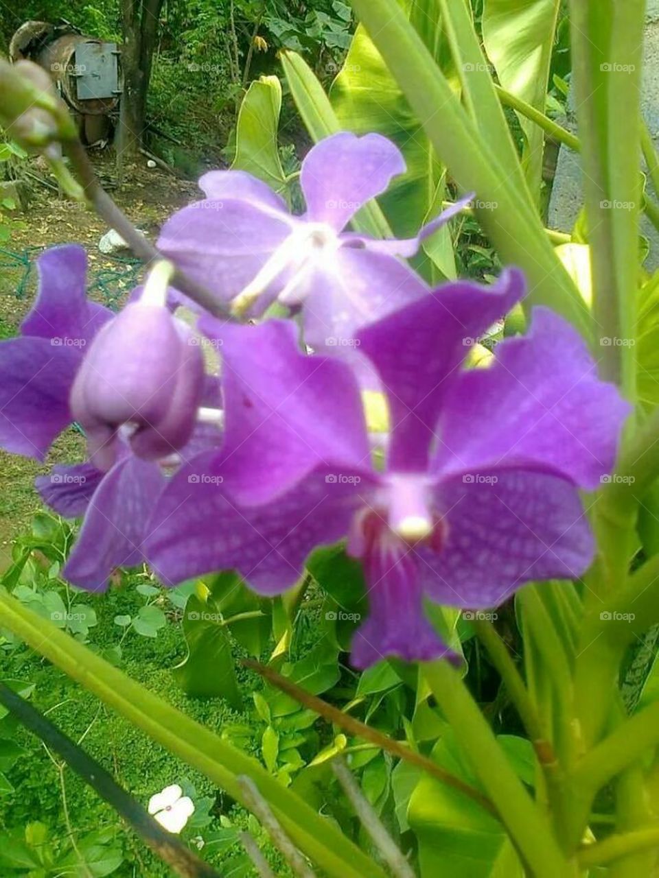 Traditional Orchid 