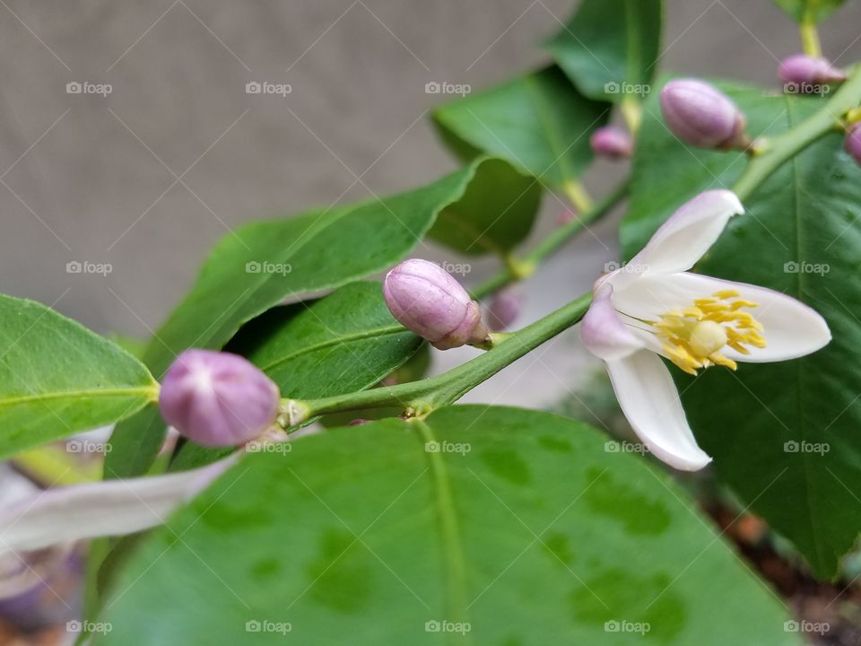 Directly above shot flower