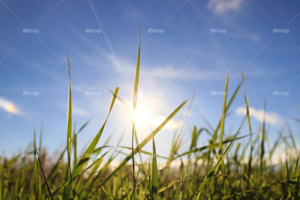 Blades of wild grass in sunlight 