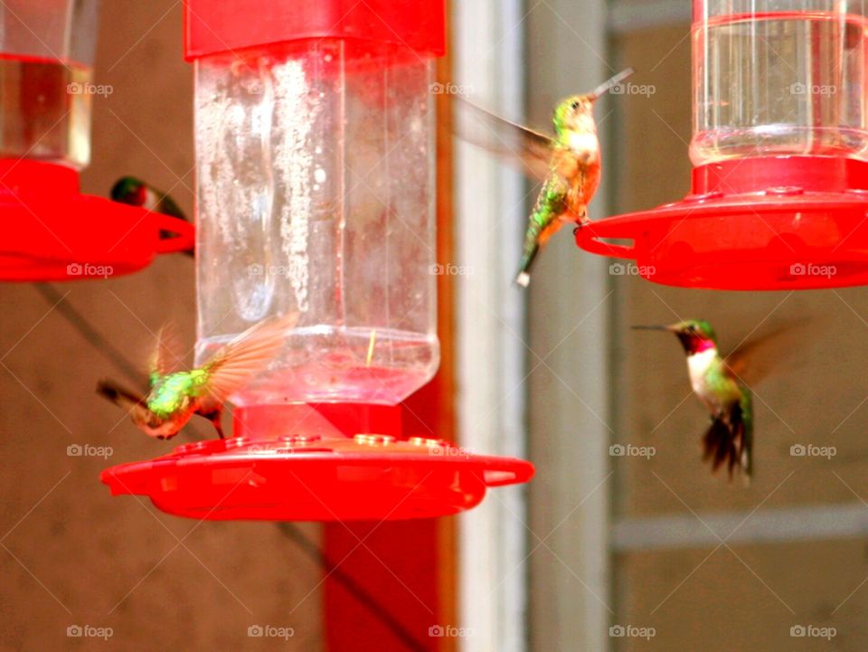 humming birds. In New Mexico