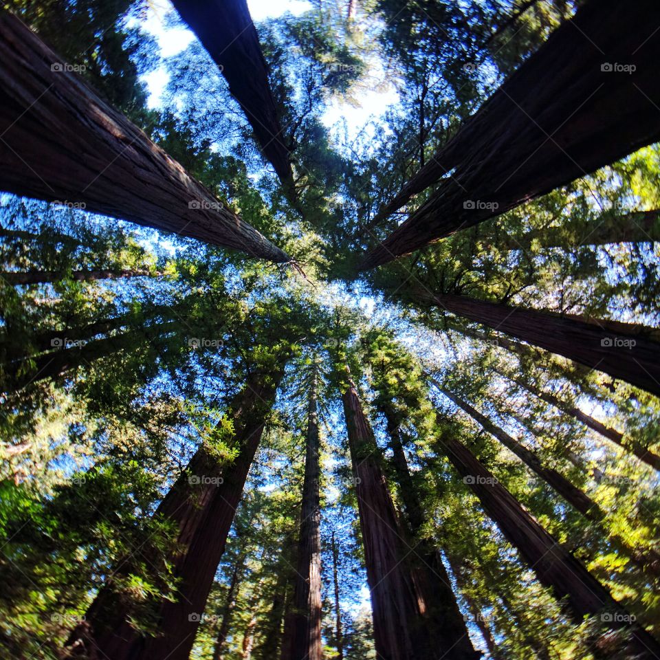 Redwood Forest, low angle view