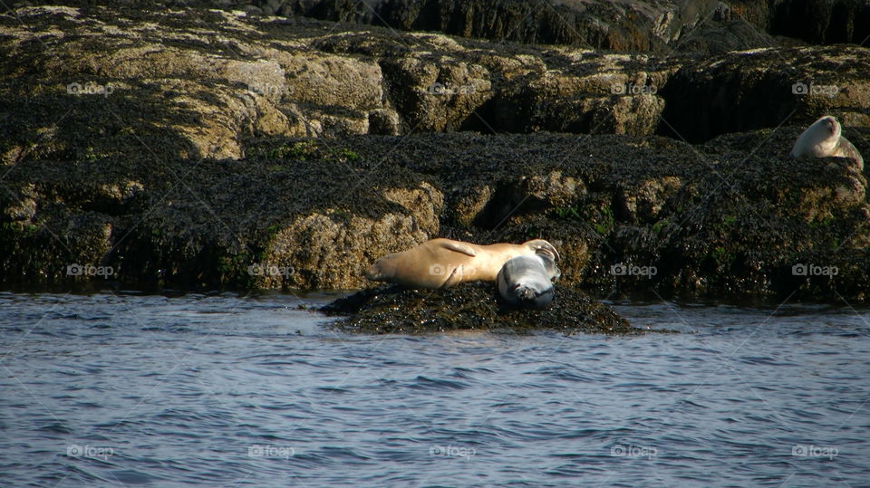 Seal 