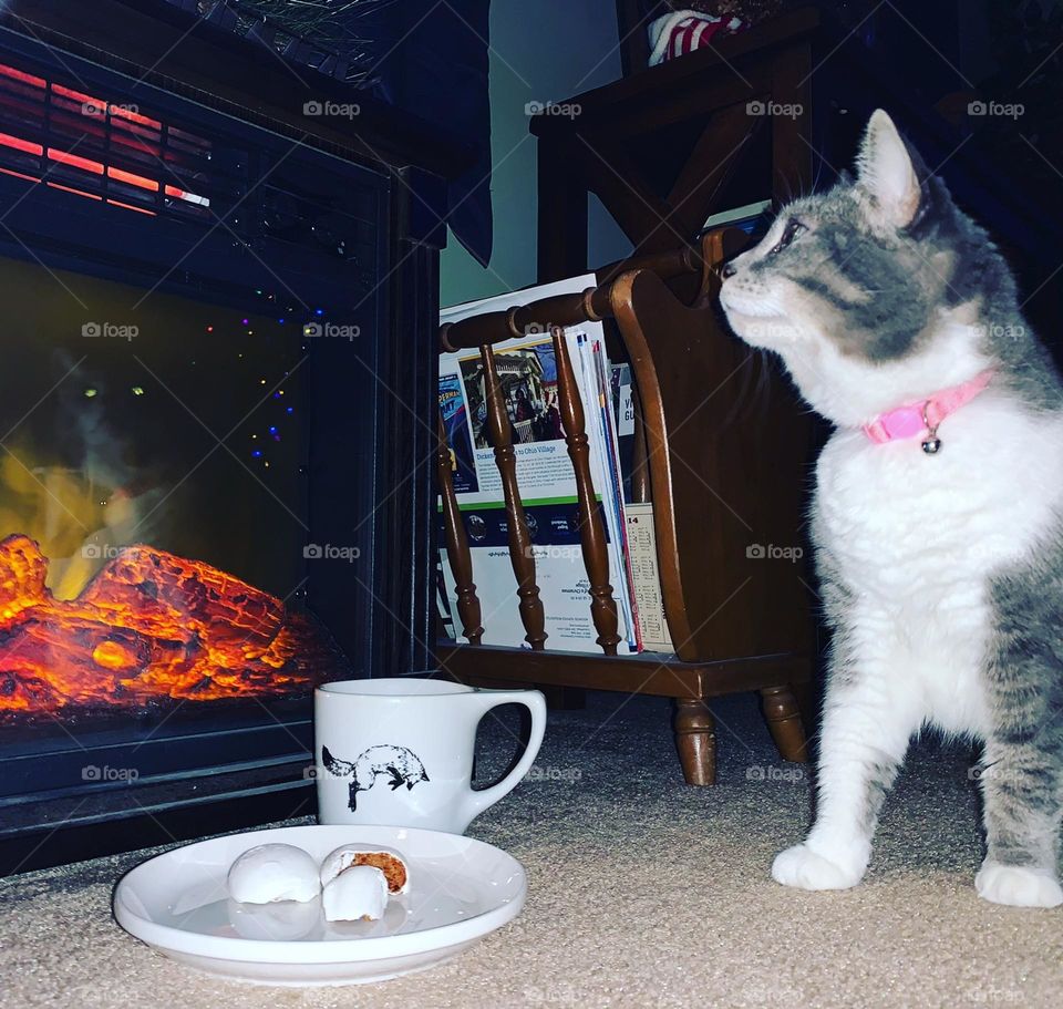 Grey tabby cat looks at fireplace, while a creepy kitty reflection looks back at her. 