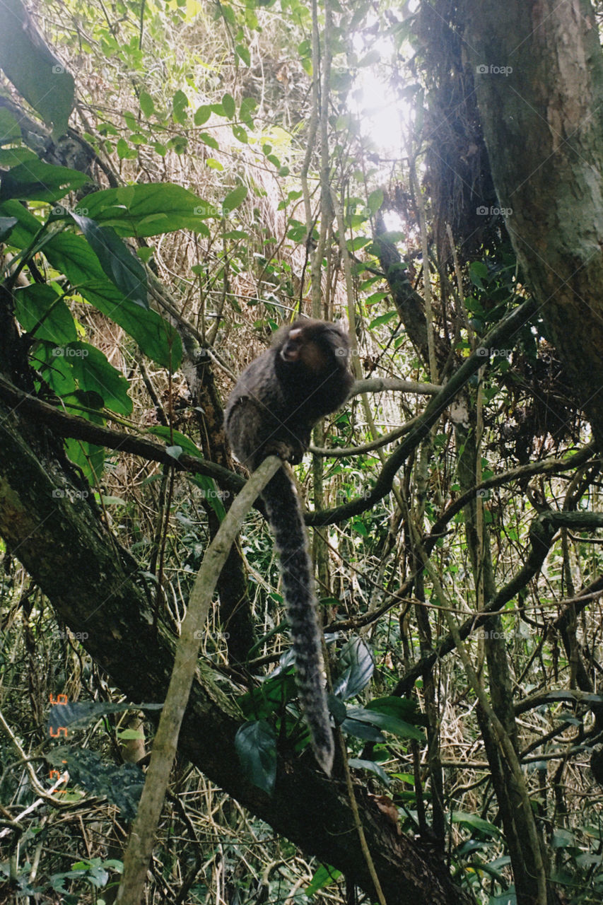 Macaquinho