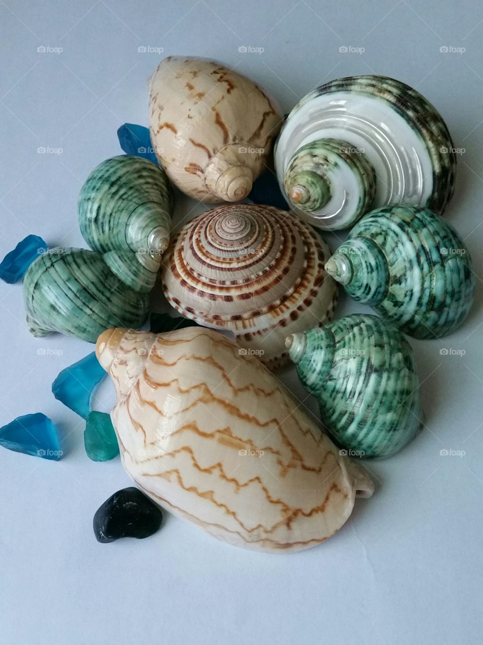 Colorful sea shells