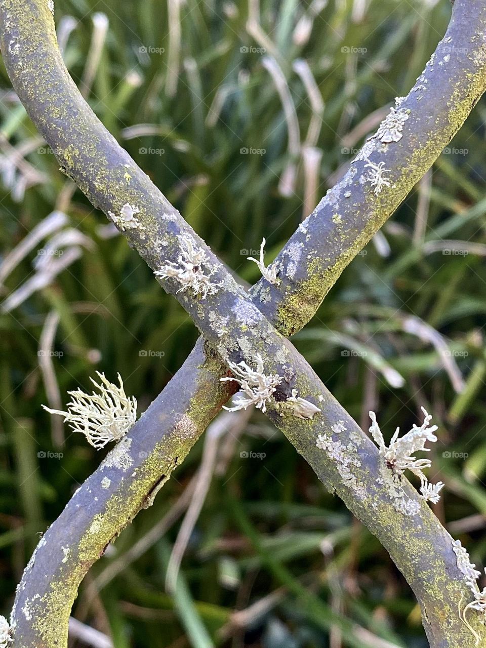 Lichen growing on a metal garden fence