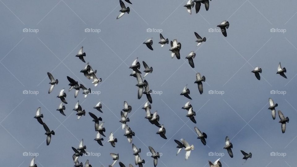 Flock of birds against clear sky