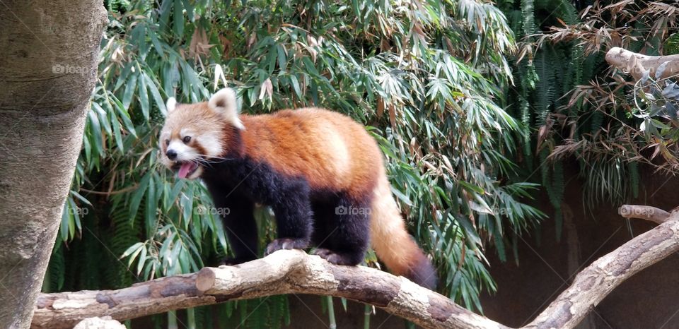 What an adorable red panda!! Just want to hug it in my arms so badly. It is in Kobe Zoo in Japan right now.