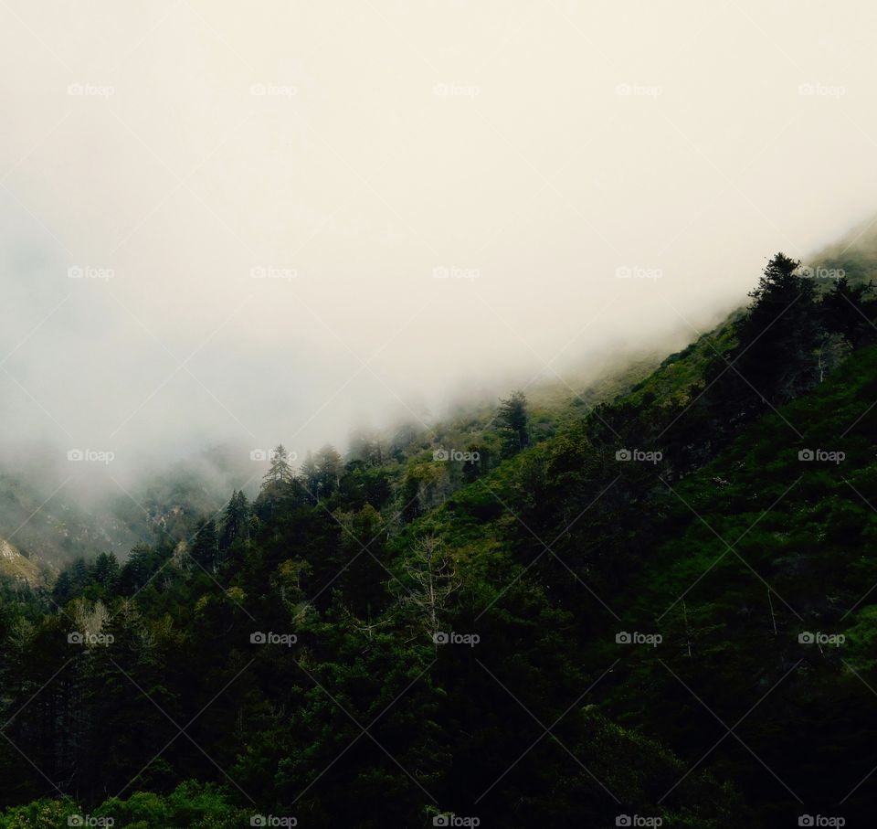 Mist on the Mountainside