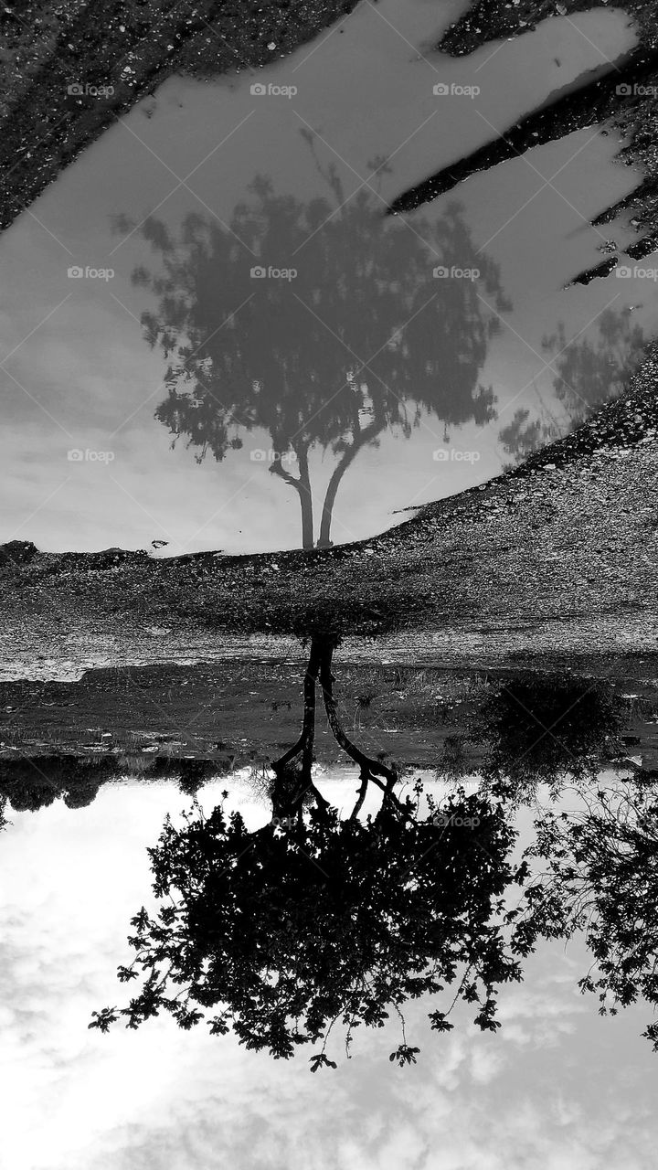 reflection of a tree