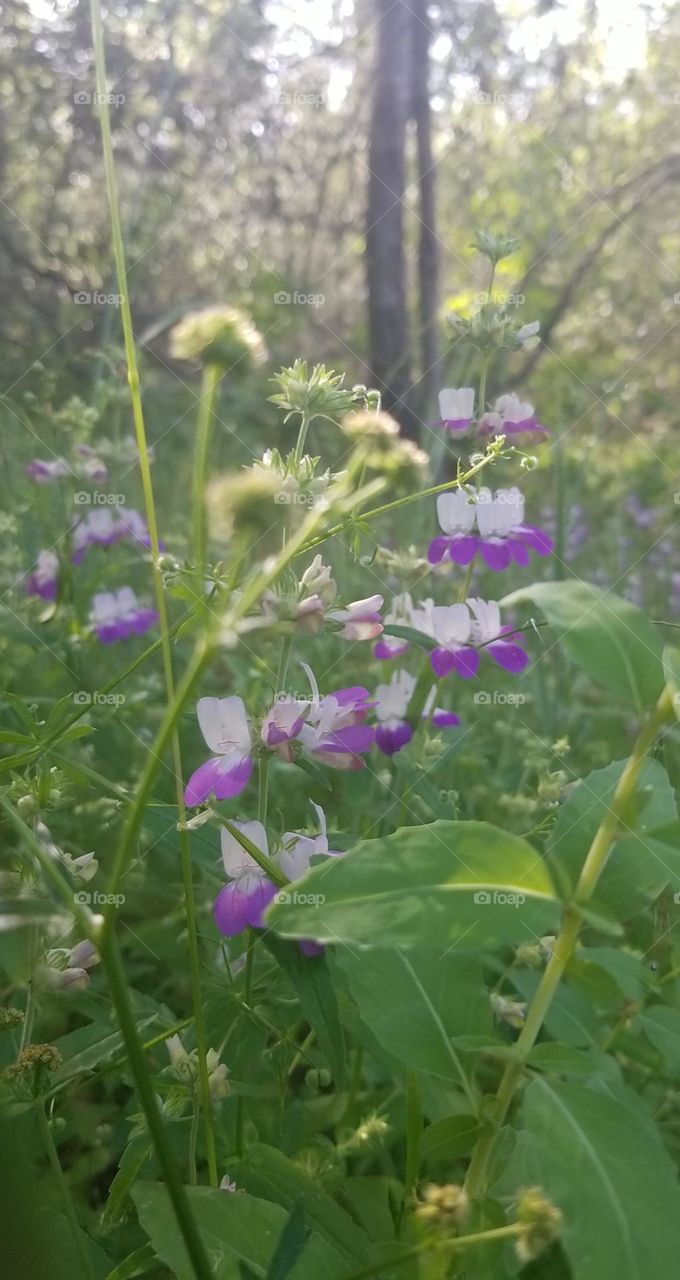 beautiful flowers on a hike