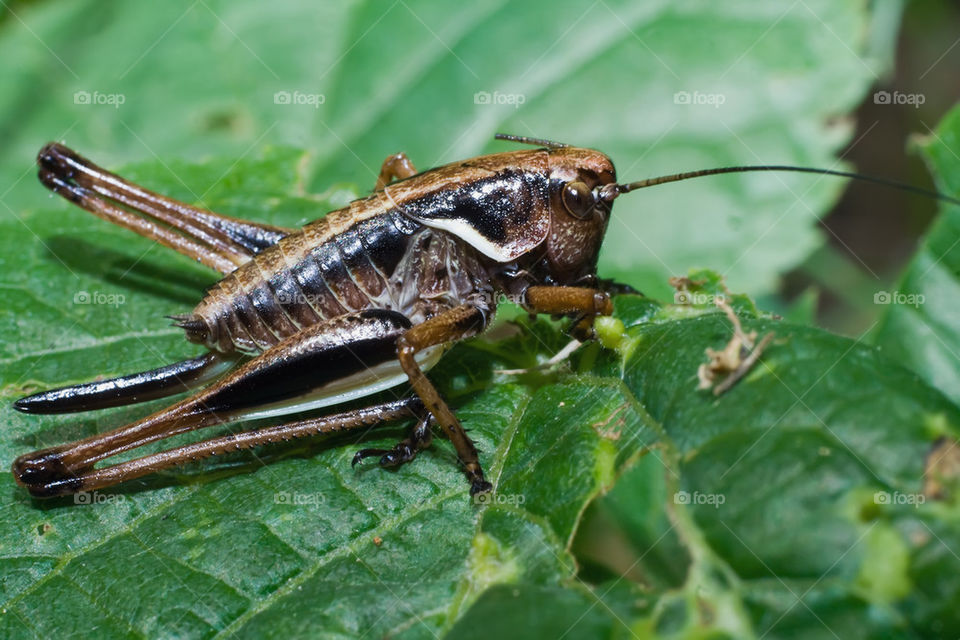 Dark bush-cricket nimph