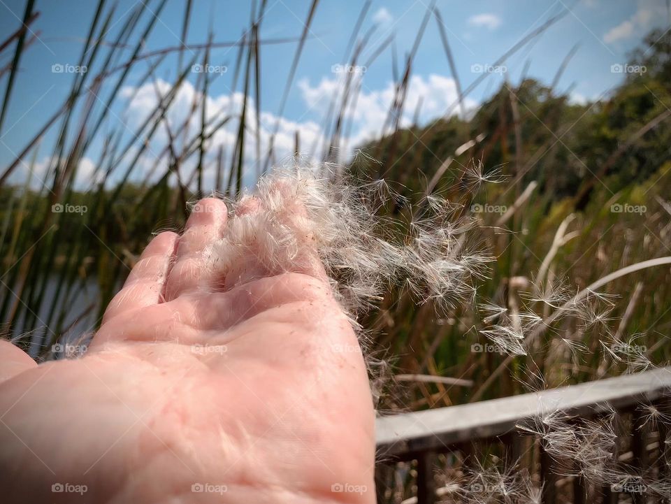 Cattails soft part from the inside in the countryside by a gate or handrail with hand holding it and flying up by the wind.