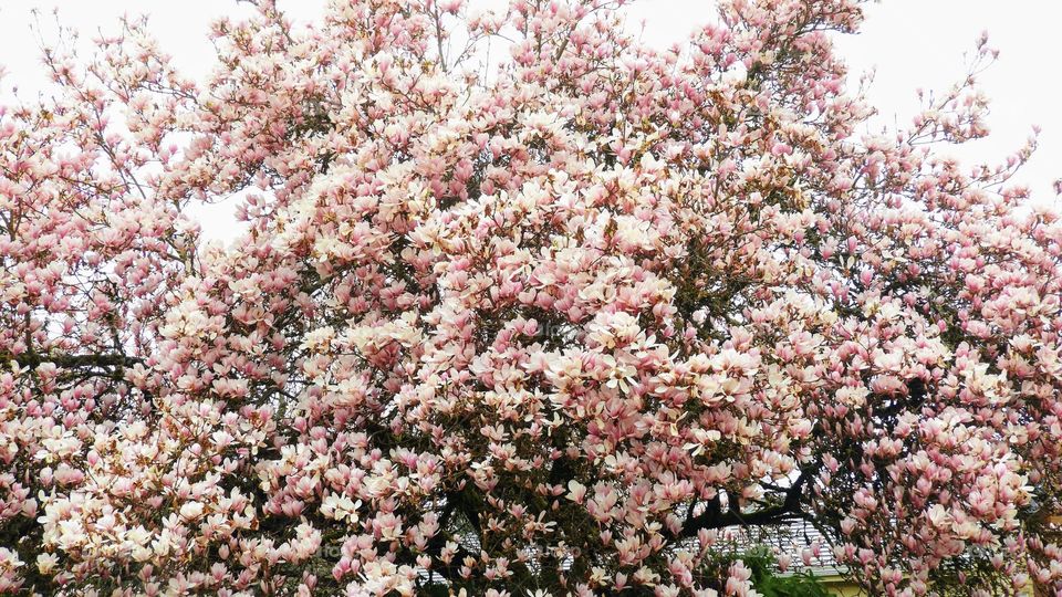 Full bloom, this tree really caught my eye. Love how many flowers are blooming all at the same time. Gorgeous pink petals. 