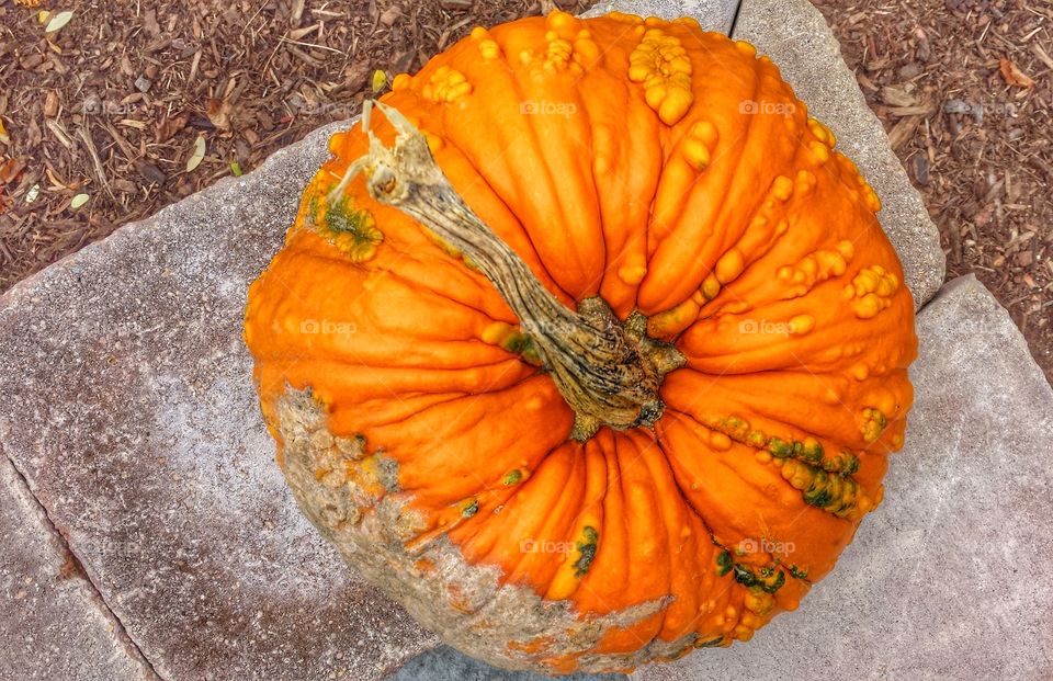 Pumpkin with warts