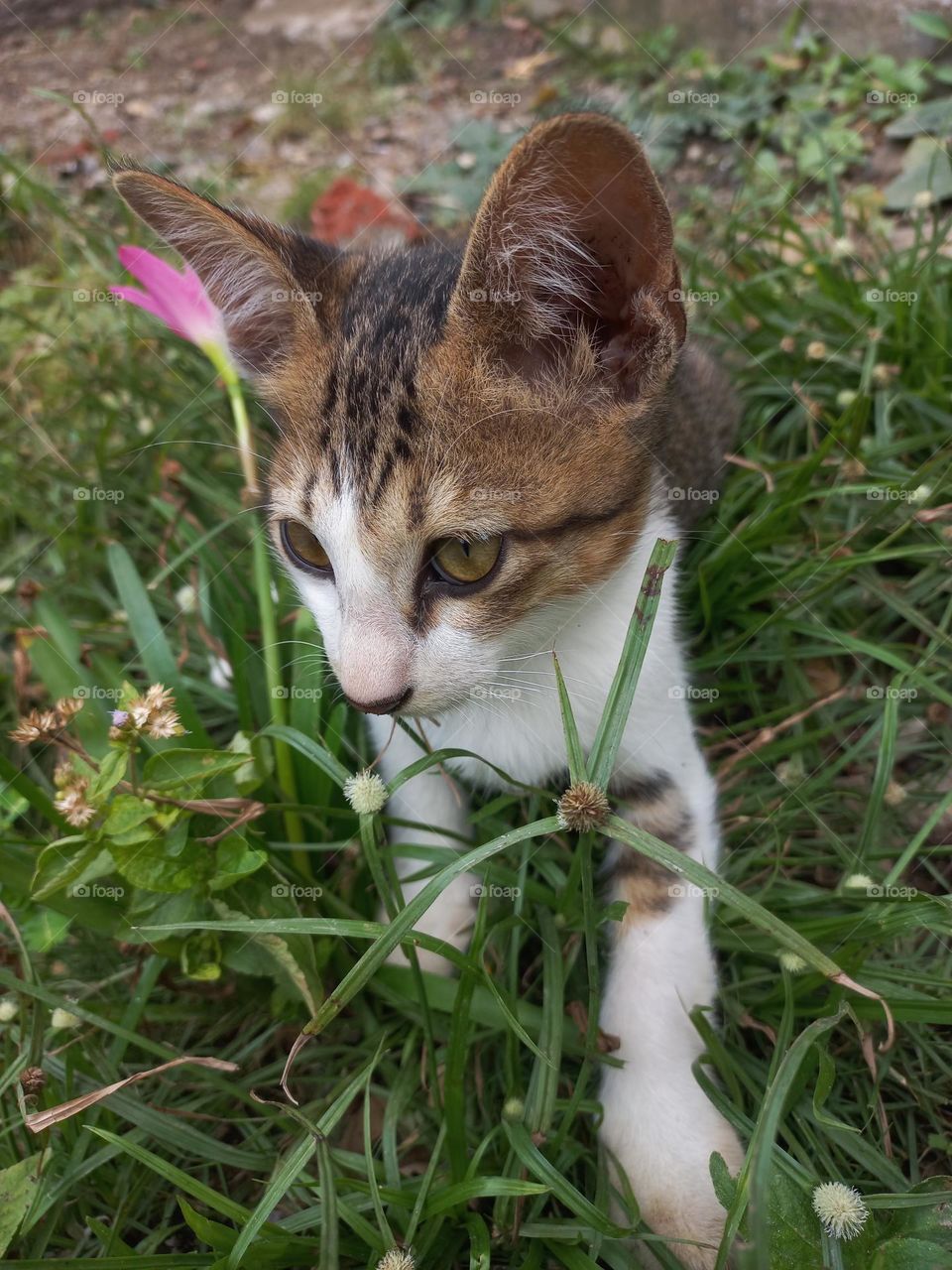 Cute kitten playing in the grass