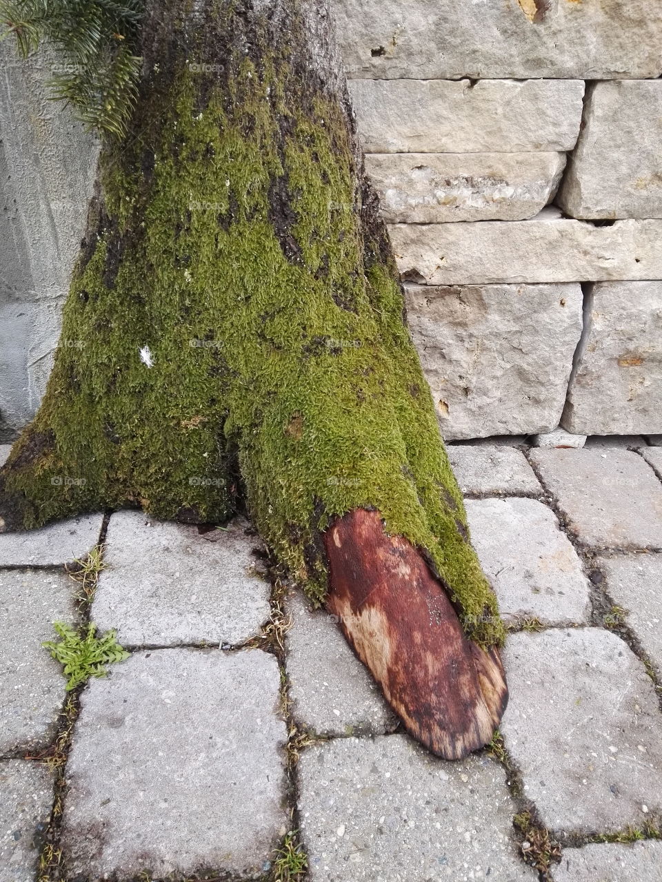 mossy tree trunk decoration