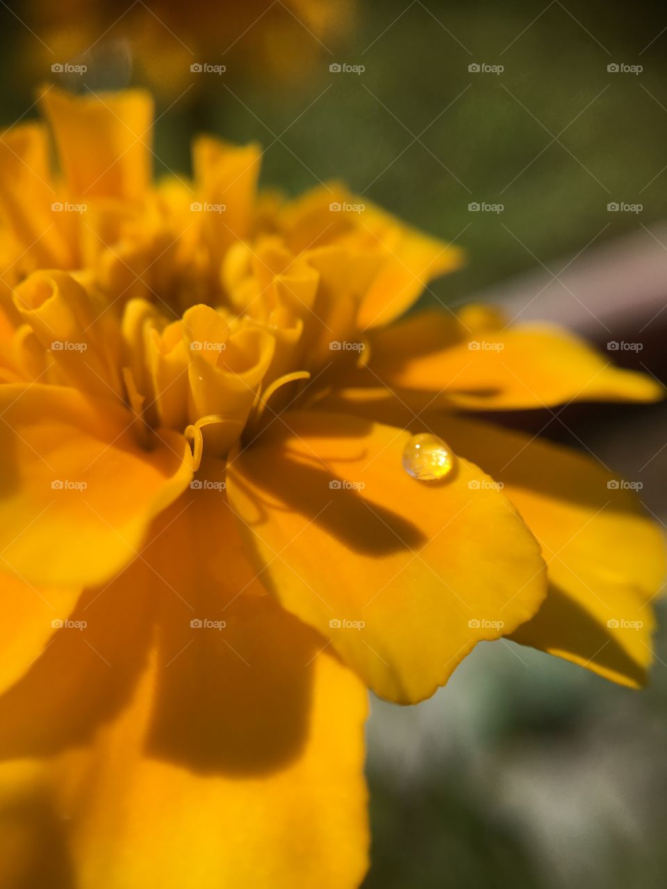 Marigold with dew drop