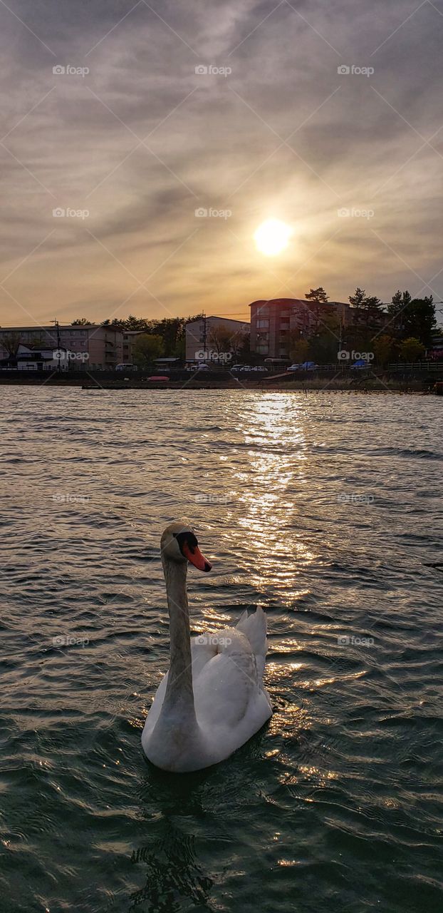 Swan lake at the sunset