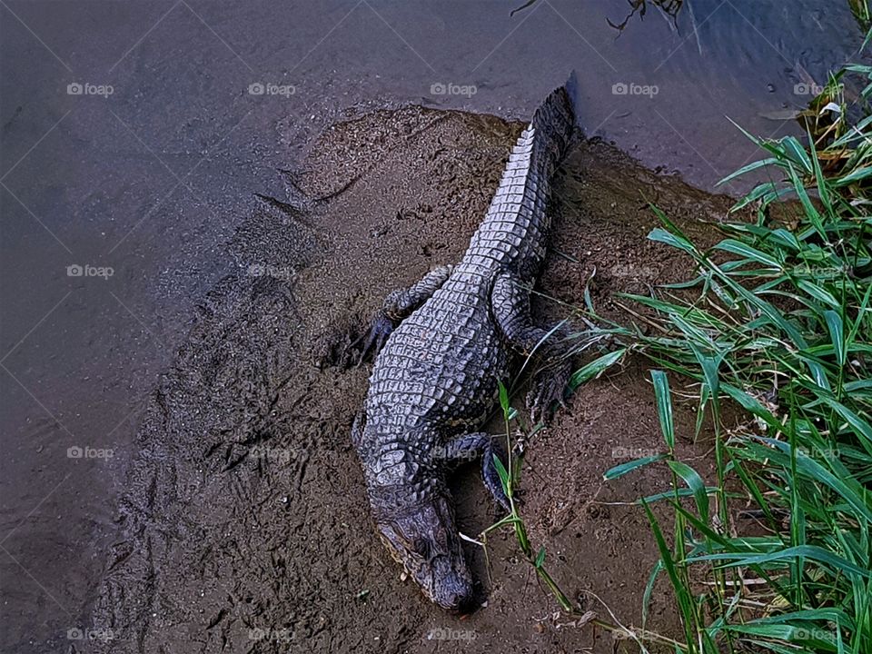 Alligator