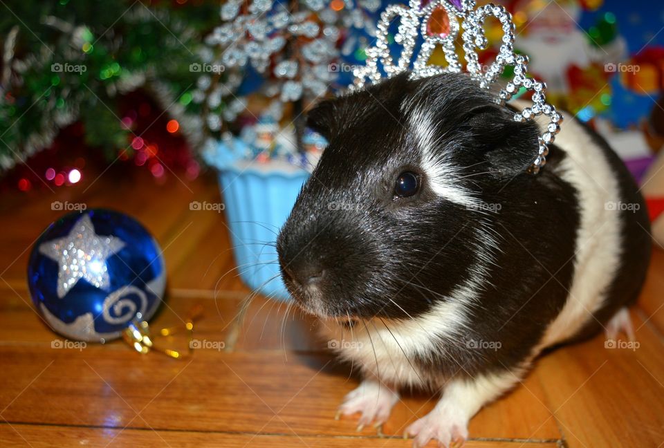 Portrait of guinea pig