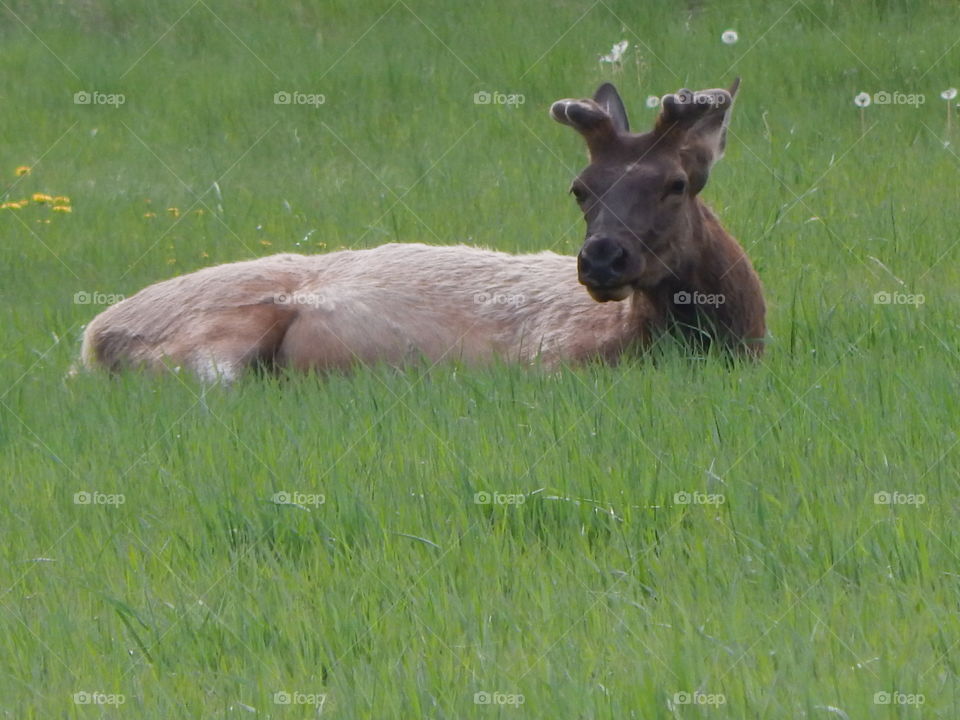 A single young bull elk enjoying his day relaxing in a meadow.
