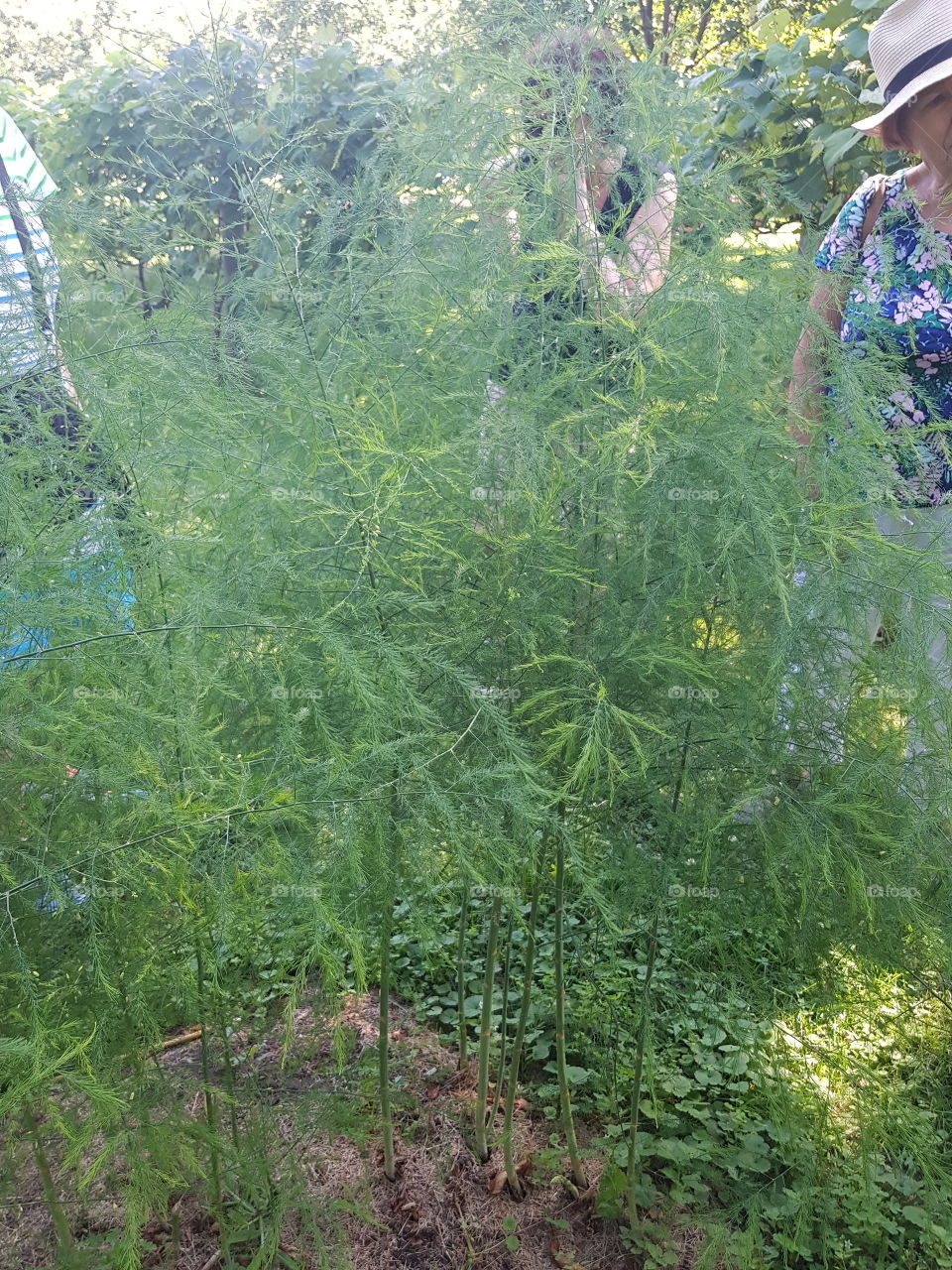 Overgrown asparagus