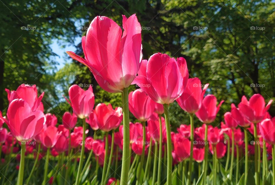 Tulips 🌷🌷🌷Pink🌷🌷🌷 Garden 🌷🌷🌷