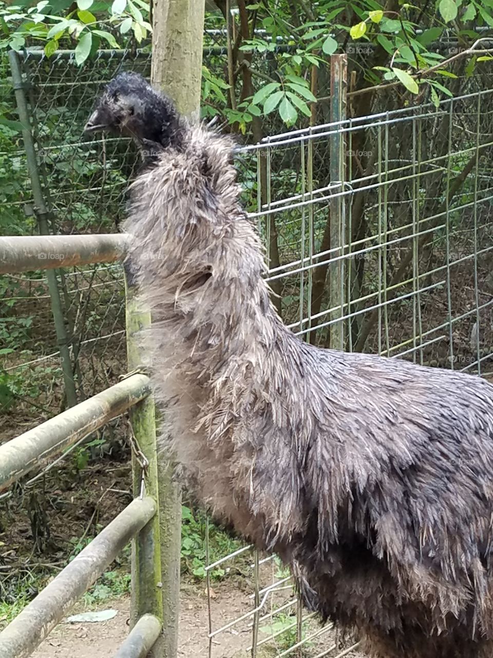 emu at the gate