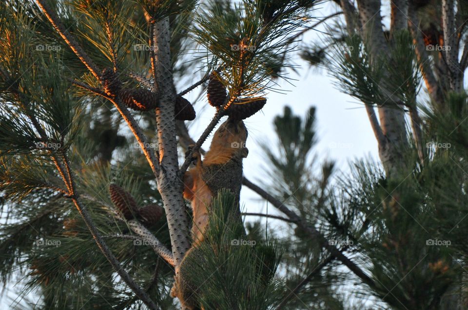 Squirrel on the tree