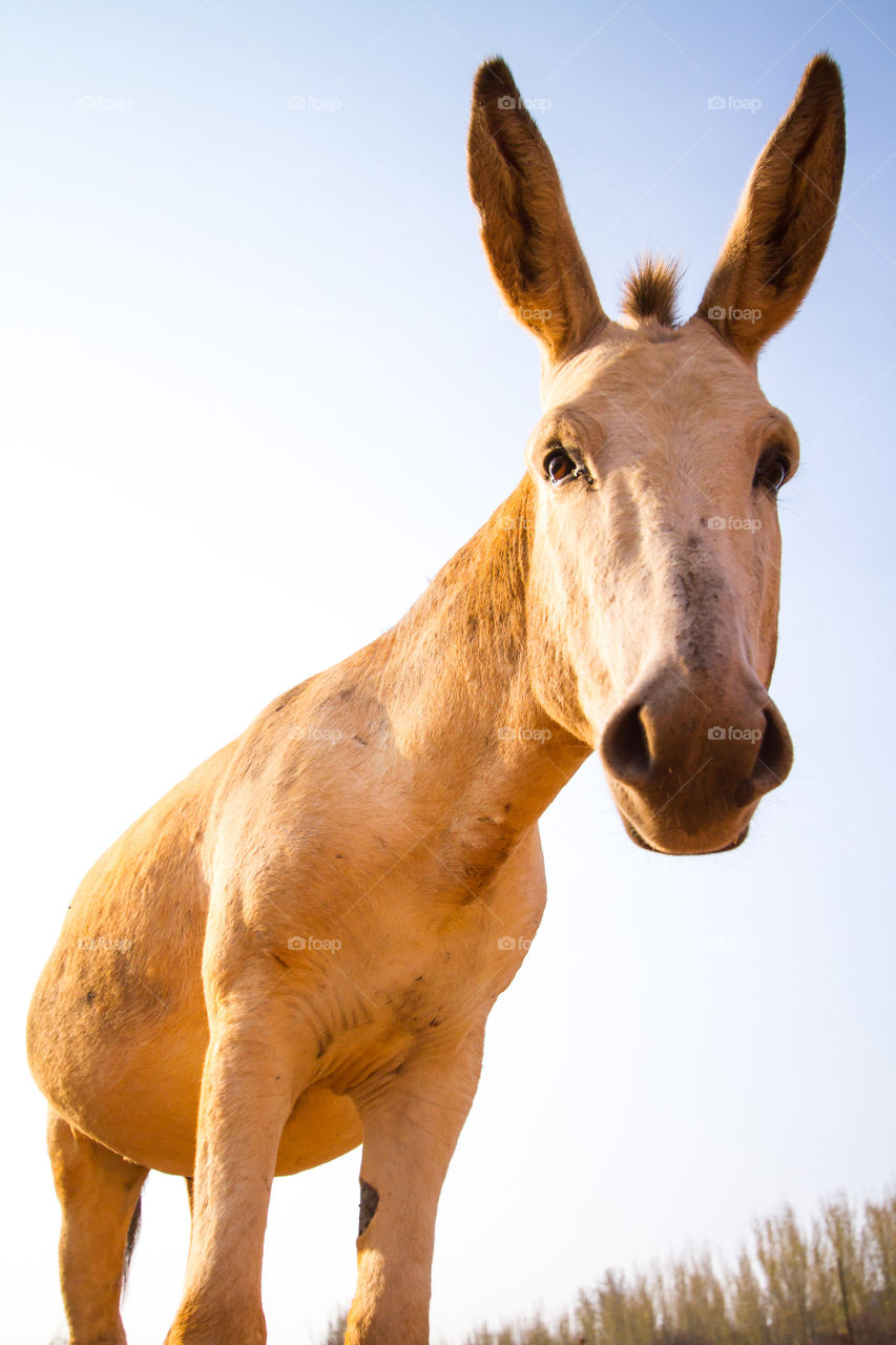 curious donkey in the late afternoon sun on a farm in Africa