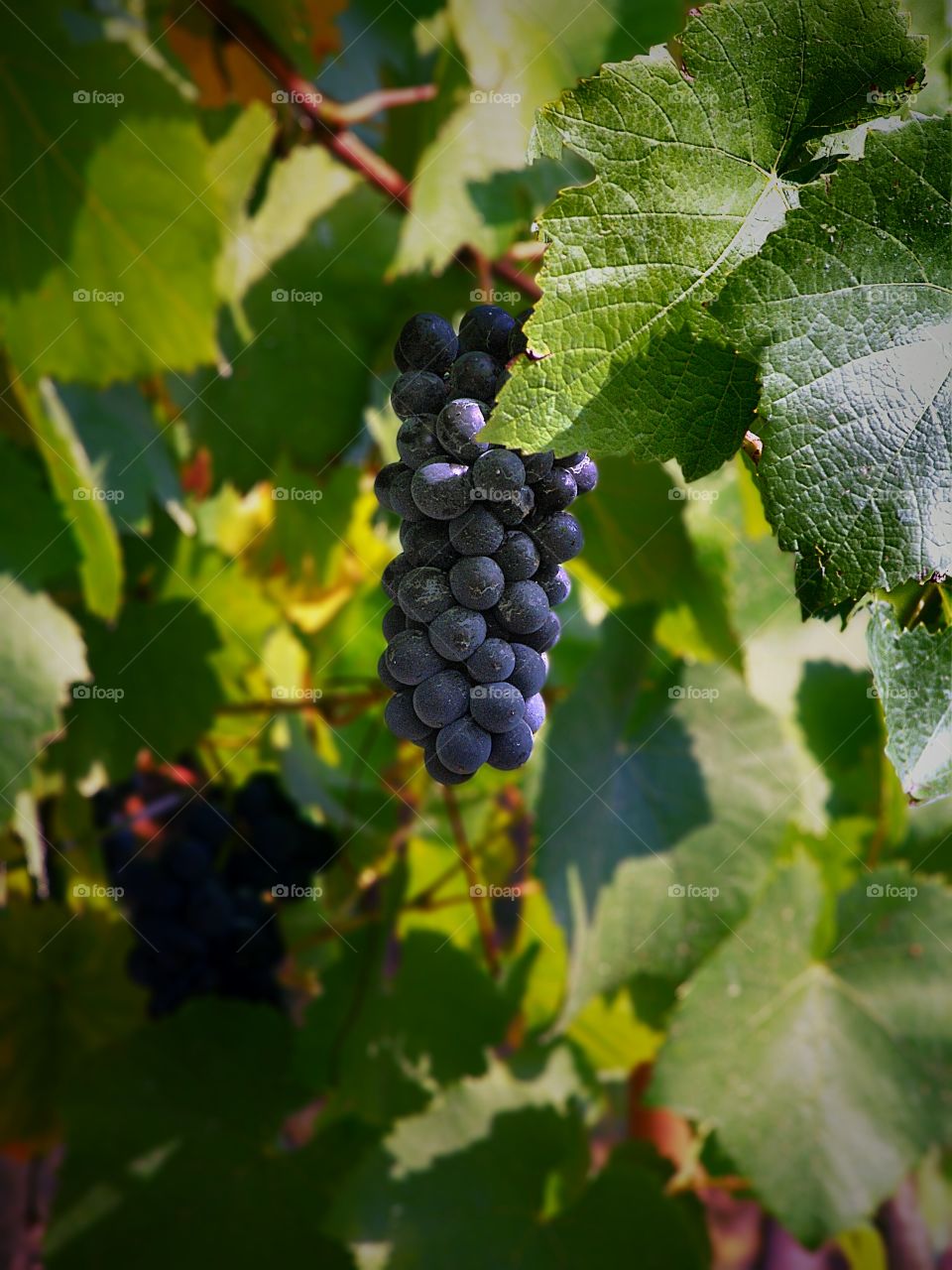 Close-up of red wine growing on tree