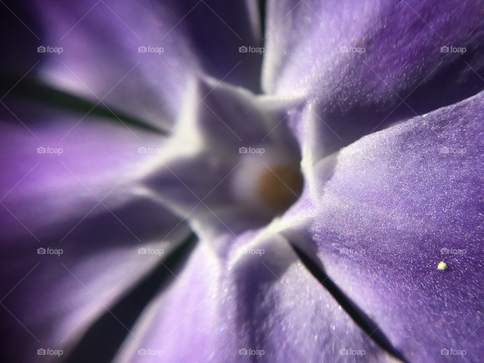 violet flower