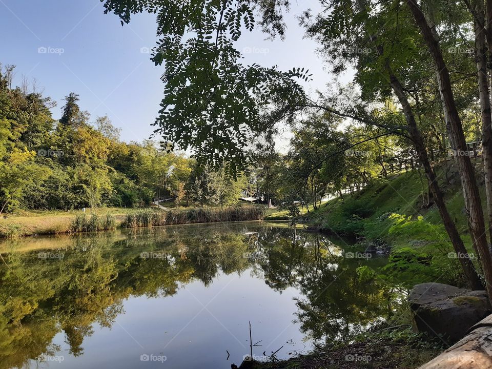 reflection of the trees in the lake during the Fall