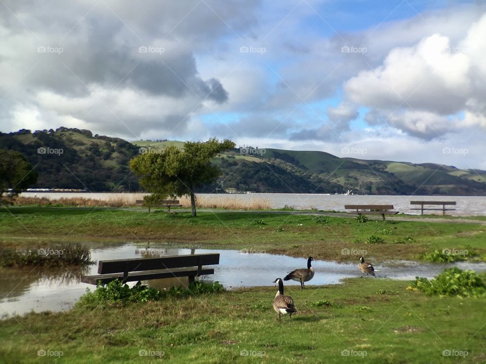 flooded park