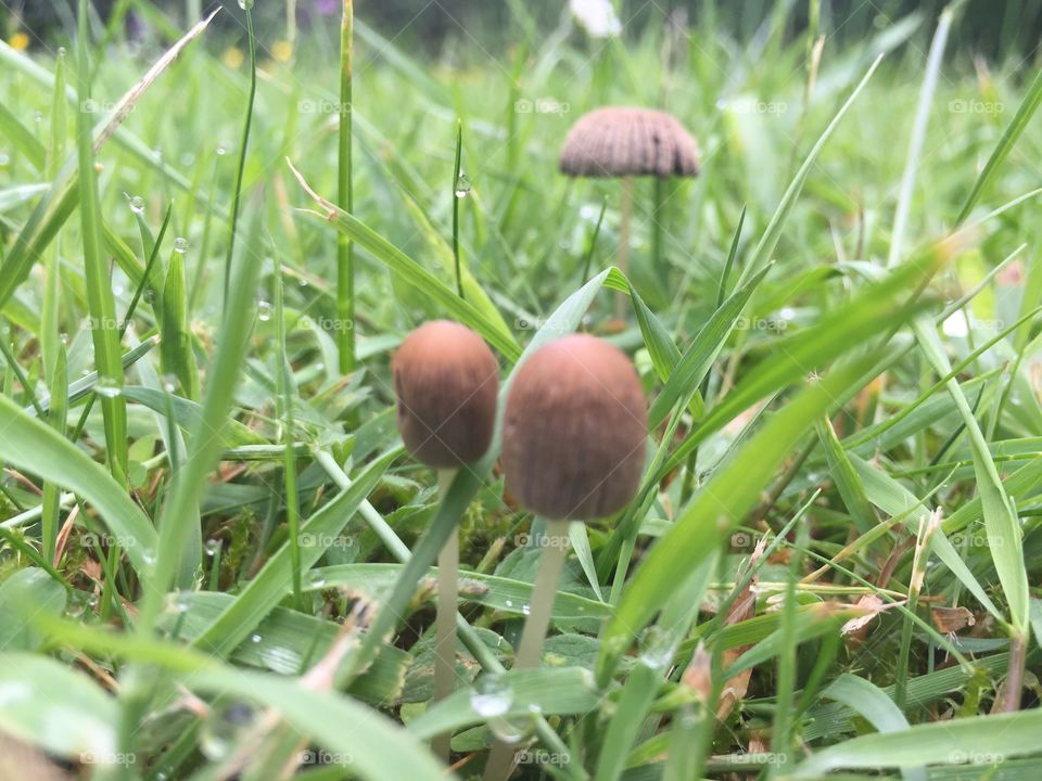 Mushrooms
