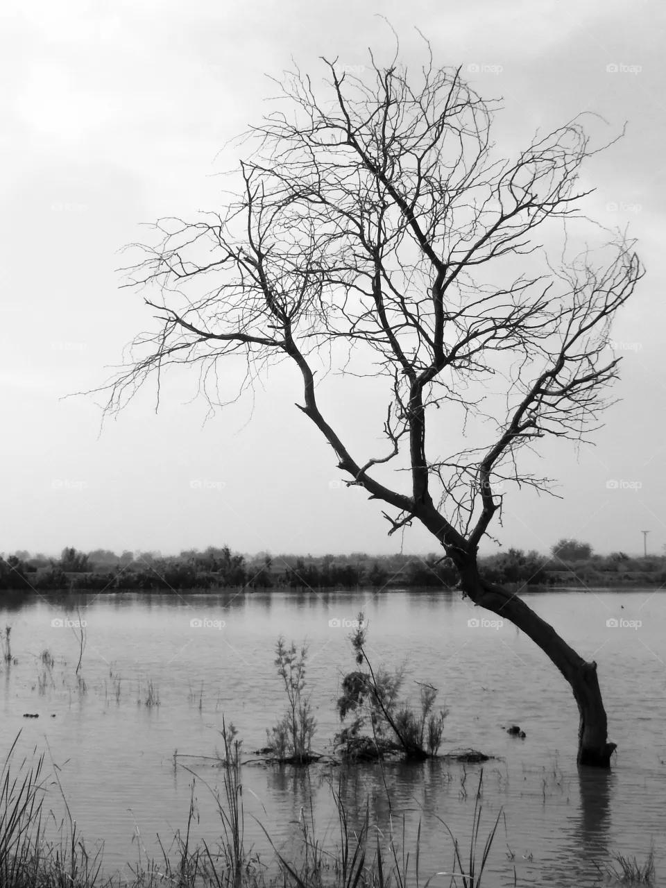 Lone tree