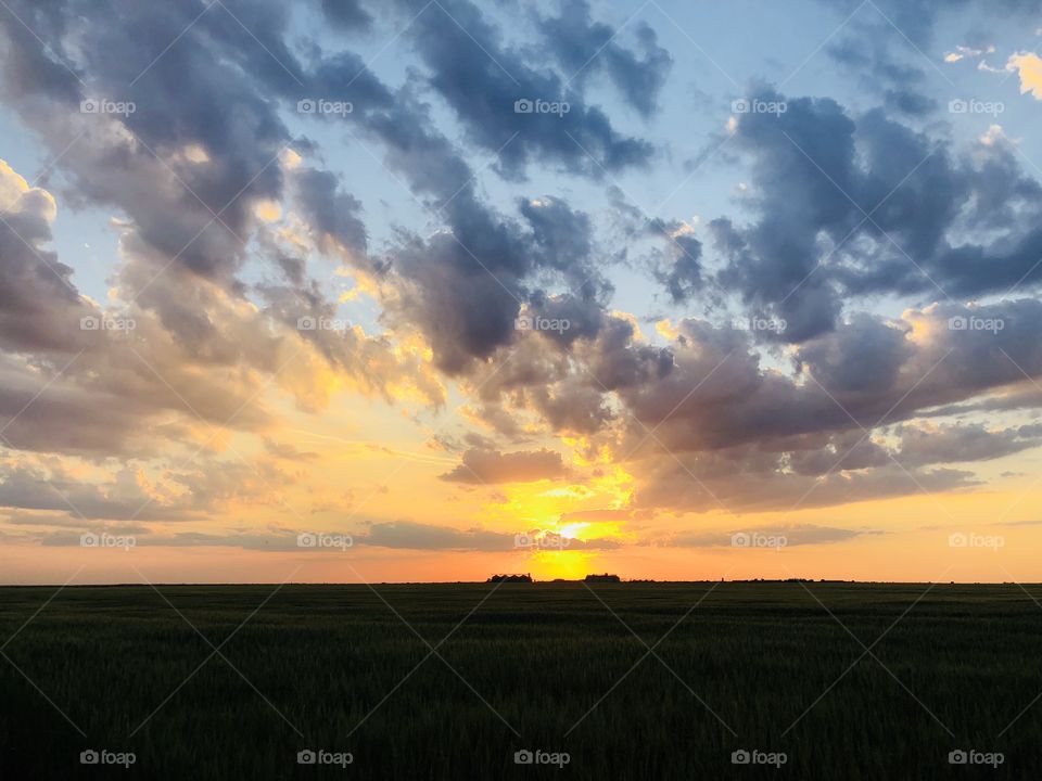 Beautiful golden hour over a wheat field in summer