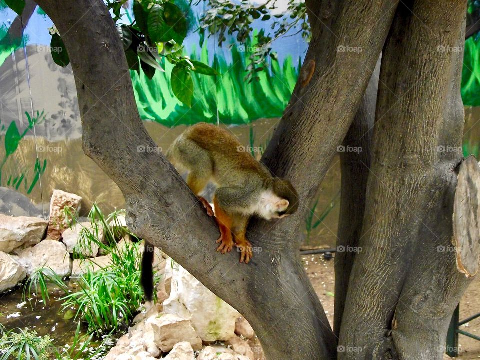Monkey on a tree