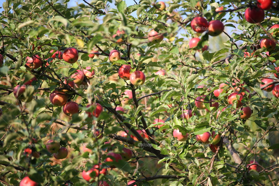 Apple branches with fruits in fall