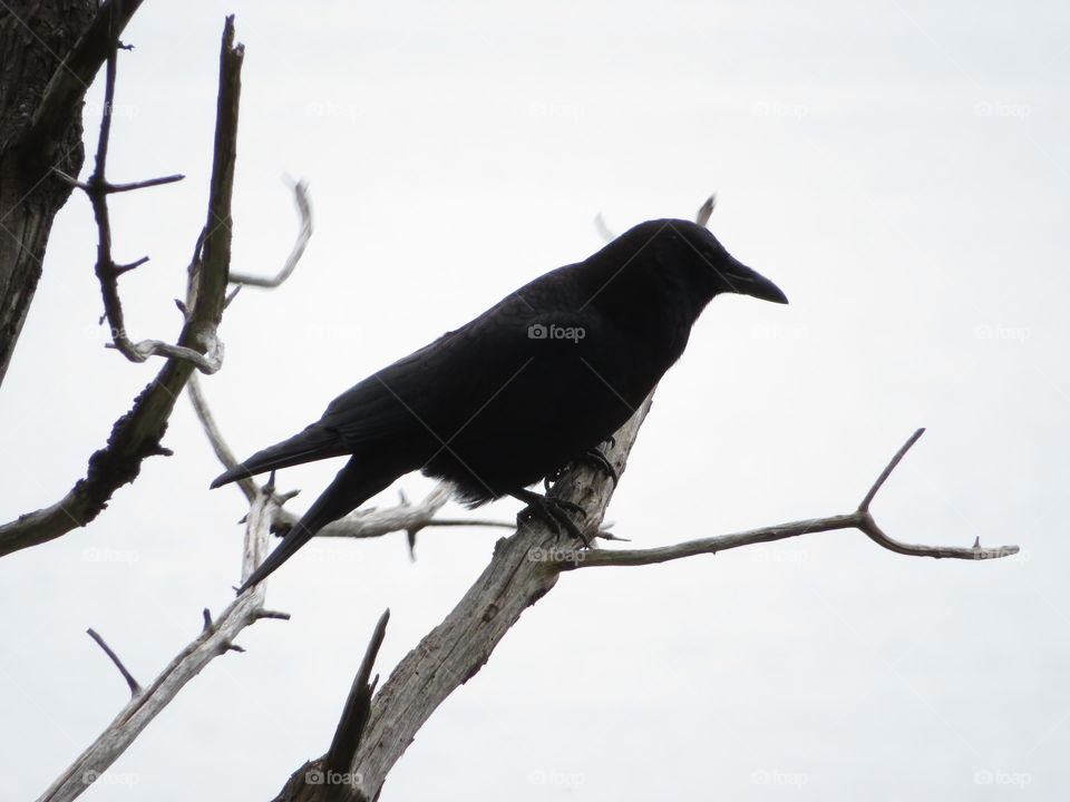 Crow in silhouette 