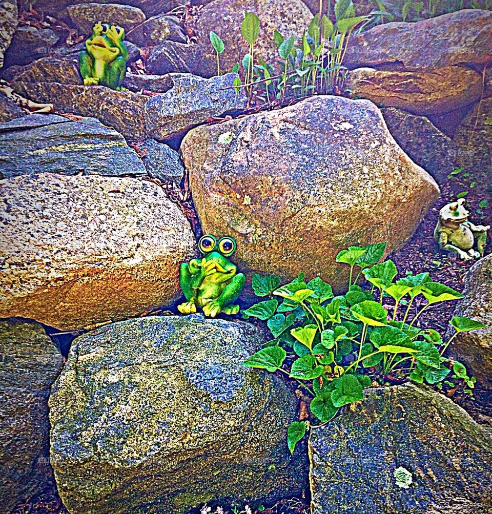 Rock garden frogs