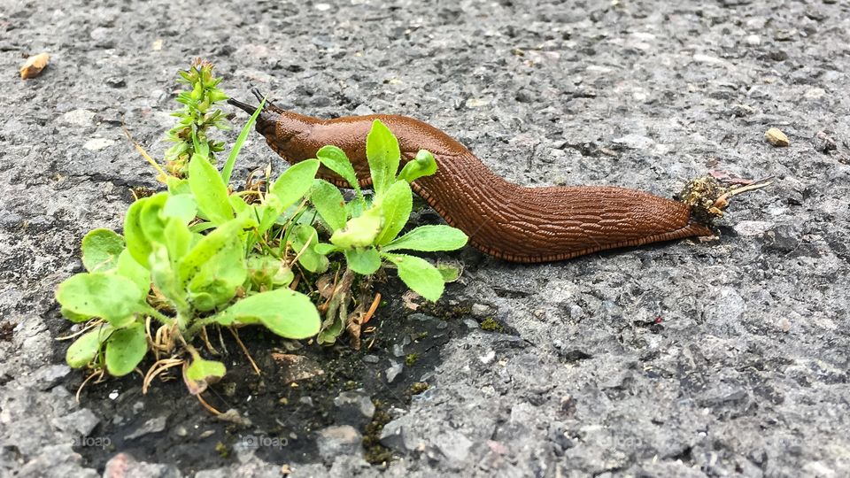 Close-up of a brown slug