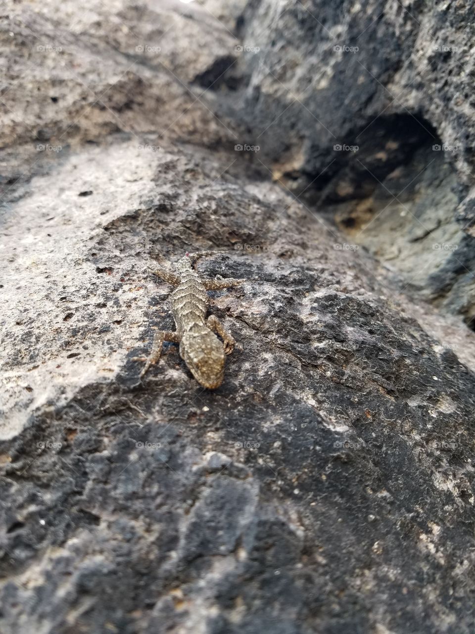 a lizard camoflouged on a wall of an old fire pit inside of the ankara castle in Turkey