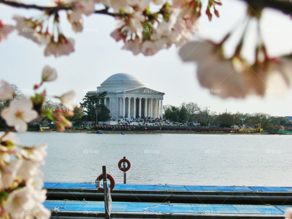 Jefferson monument. The view of Jefferson monument during cherry blossom