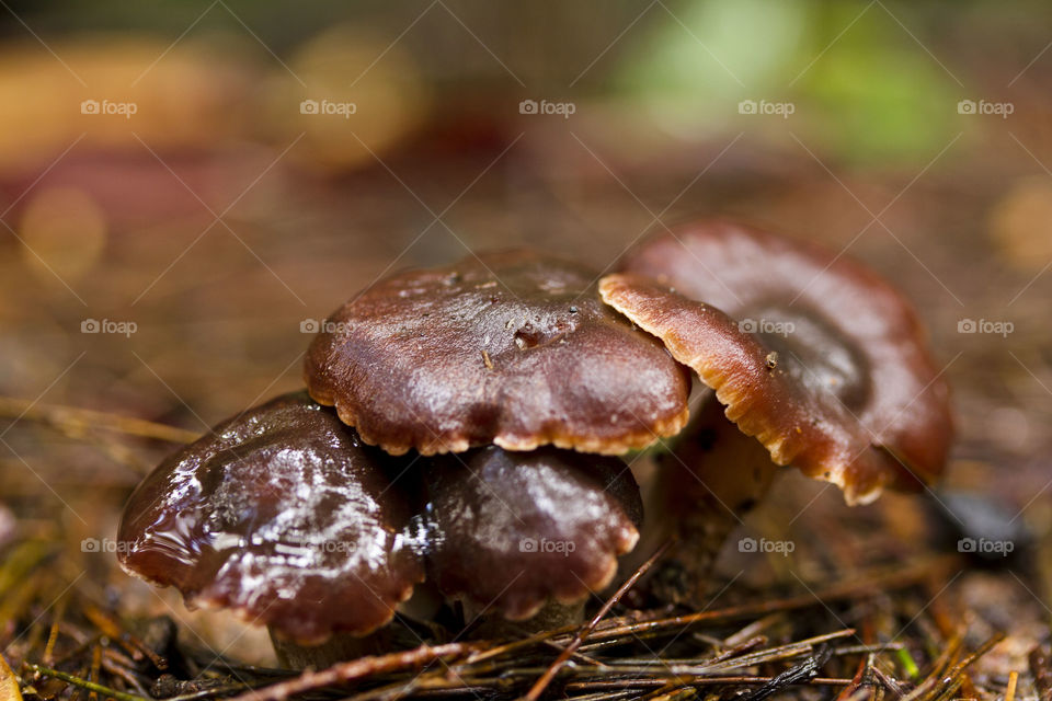 Wild Mushrooms 