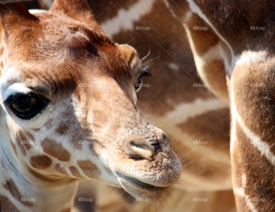 Close-up of a baby giraffe