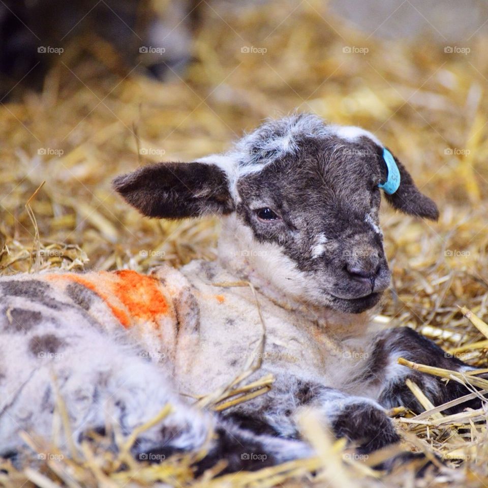 One day old lamb