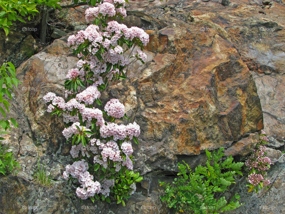 mountain Laurel with rock background