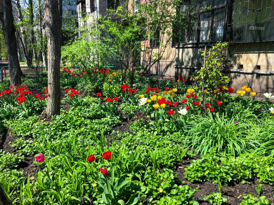 Red, yellow and white tulips in the flower bed